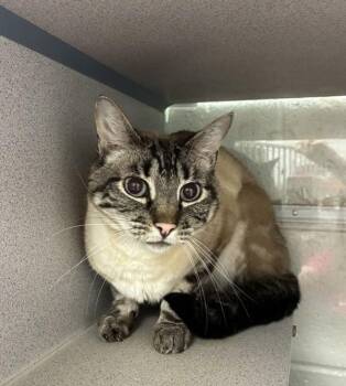 *Jenkins* -  Domestic Short Hair Cat for Adoption in Salt Lake City, Utah - *Jenkins* | PetCurious