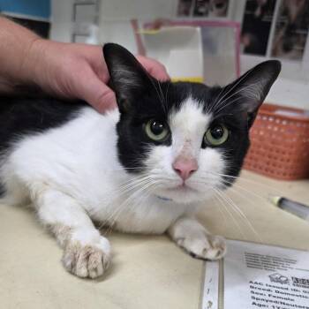 Domestic Short Hair Cats Available for Adoption in Ardmore, Oklahoma - Benz | PetCurious