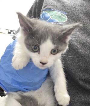 Happy -  Domestic Short Hair Cat for Adoption in Fruit Heights, Utah - Happy | PetCurious