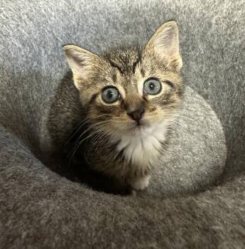 Tabby Cats Available for Adoption in Wayne, New Jersey - Ruth | PetCurious