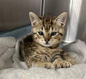 Bobblehead -  Domestic Short Hair Cat for Adoption in Nashville, Tennessee - Bobblehead | PetCurious