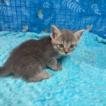 Rain -  American Shorthair Cat for Adoption in Greenfield, Indiana - Rain | PetCurious