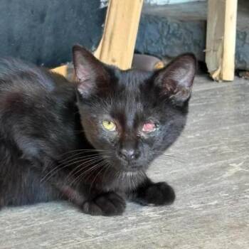 Winkie -  Domestic Short Hair Cat for Adoption in Winchester, Virginia - Winkie | PetCurious