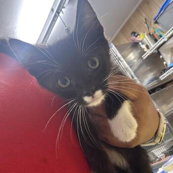 Marvin -  Domestic Short Hair Cat for Adoption in Leander, Texas - Marvin | PetCurious