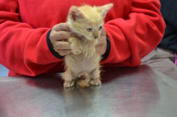 Citrus -  Domestic Short Hair Cat for Adoption in Jackson, Louisiana - Citrus | PetCurious