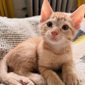 Bernie -  Domestic Short Hair Cat for Adoption in Chicago, Illinois - Bernie | PetCurious