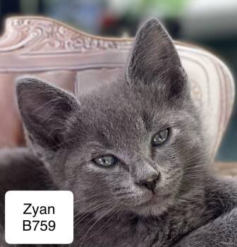 Rescue Domestic Short Hair Cats for Adoption in Morganton, North Carolina - Zyan | PetCurious