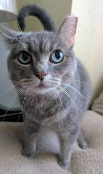 Tink -  Russian Blue Cat for Adoption in Homer Glen, Illinois - Tink | PetCurious