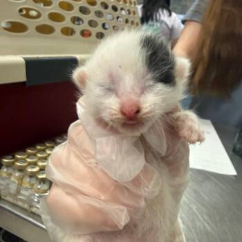 Wiz -  Domestic Medium Hair Cat for Adoption in Charleston, West Virginia - Wiz | PetCurious