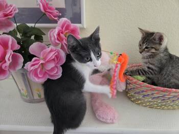 Rescue Tuxedo Cats for Adoption in Redondo Beach, California - Makaio | PetCurious