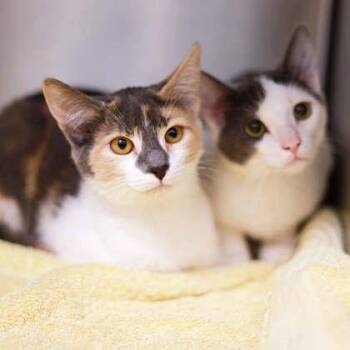 Macadamia -  Domestic Short Hair Cat for Adoption in Atlanta, Georgia - Macadamia | PetCurious