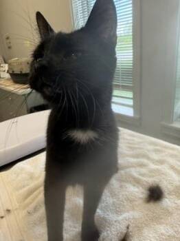 Domestic Short Hair Cats Available for Adoption in Lafayette, Indiana - Poppy | PetCurious