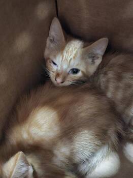 MACCHIATO -  Domestic Short Hair Cat Available for Adoption in Dallas, Texas - MACCHIATO | PetCurious