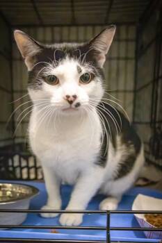Majik (FCID# 06/01/2026 - 44 Trainer) -  Domestic Short Hair Cat for Adoption in Greenville, Delaware - Majik (FCID# 06/01/2026 - 44 Trainer) | PetCurious