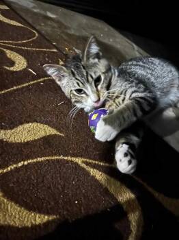 Rescue Domestic Short Hair Cats for Adoption in Poplar Grove, Illinois - Marne | PetCurious