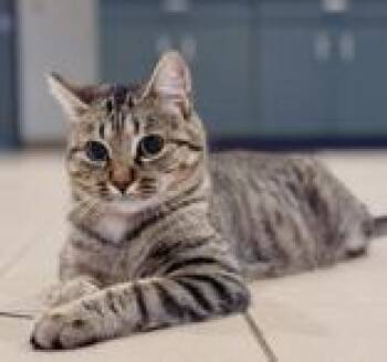 Rescue Domestic Short Hair Cats for Adoption in Traverse City, Michigan - Patty | PetCurious