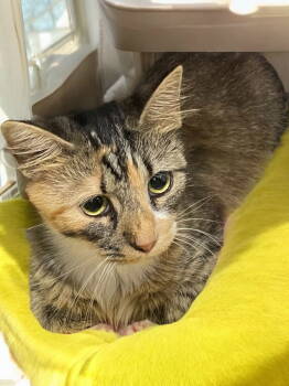 Rescue Domestic Long Hair Cats for Adoption in Champaign, Illinois - Fuzzy Wuzzy | PetCurious