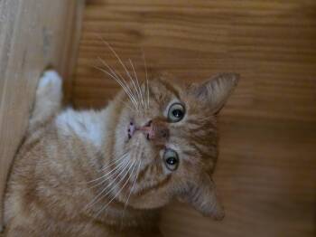 Domestic Short Hair Cats Available for Adoption in Rio Linda, California - Georgie | PetCurious
