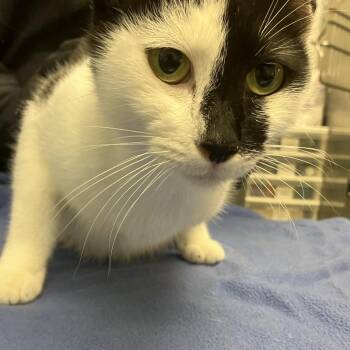 Stray 7/14 64955 -  Domestic Short Hair Cat for Adoption in Keizer, Oregon - Stray 7/14 64955 | PetCurious
