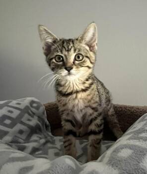 Rizo -  Domestic Short Hair Cat for Adoption in Fishers, Indiana - Rizo | PetCurious