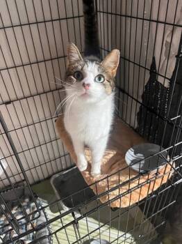 Tree -  Domestic Short Hair Cat for Adoption - Tree | PetCurious