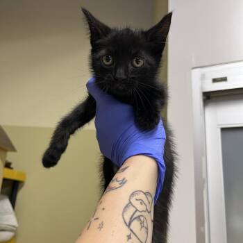 Null -  Domestic Short Hair Cat for Adoption in Philadelphia, Pennsylvania - Null | PetCurious