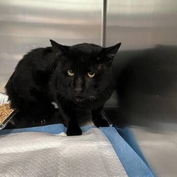 Spork -  Domestic Short Hair Cat for Adoption in Greensboro, North Carolina - Spork | PetCurious