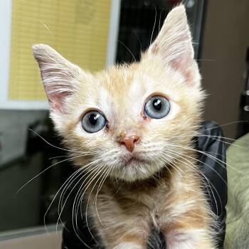 Bolin -  Domestic Short Hair Cat for Adoption in Palm Springs, California - Bolin | PetCurious