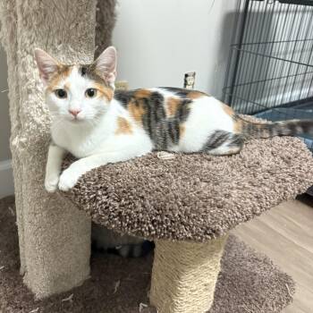 Rescue Domestic Short Hair Cats for Adoption in Lawrenceville, Georgia - Amber | PetCurious