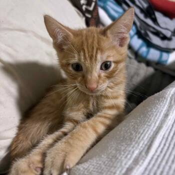 Rescue Domestic Short Hair Cats for Adoption in Vine Grove, Kentucky - Splash | PetCurious