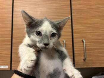 BULLET -  Domestic Short Hair Cat for Adoption in Modesto, California - BULLET | PetCurious