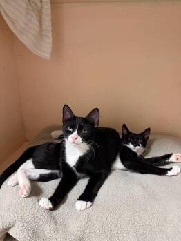 Bobby and Mini Bubbles -  Domestic Short Hair Cat for Adoption in Freeport, New York - Bobby And Mini Bubbles | PetCurious