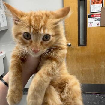 Barret -  Domestic Long Hair Cat for Adoption in Columbiana, Alabama - Barret | PetCurious