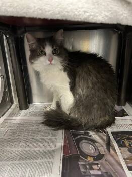 Pixie -  Domestic Long Hair Cat for Adoption in Fruit Heights, Utah - Pixie | PetCurious