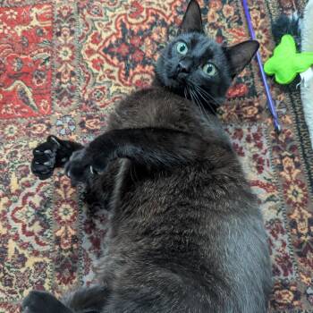 Petrichor -  Bombay and Domestic Short Hair Cat for Adoption in La Grange, Kentucky - Petrichor | PetCurious
