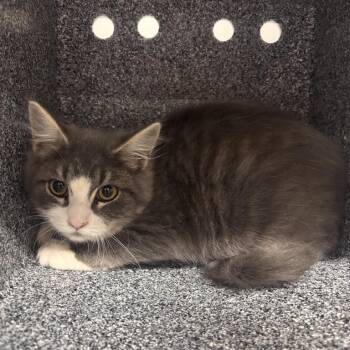 Bondi -  Domestic Medium Hair Cat for Adoption in Salt Lake City, Utah - Bondi | PetCurious