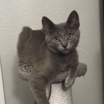 Rescue Domestic Short Hair Cats for Adoption in Los Angeles, California - Santorini | PetCurious