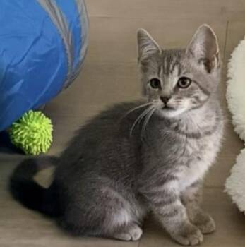 Gigi -  Domestic Short Hair Cat for Adoption in Bossier City, Louisiana - Gigi | PetCurious