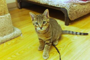 Domestic Short Hair Cats Available for Adoption - Quake | PetCurious
