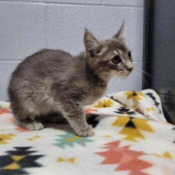 Cedar -  Domestic Short Hair Cat for Adoption in Cabot, Arkansas - Cedar | PetCurious