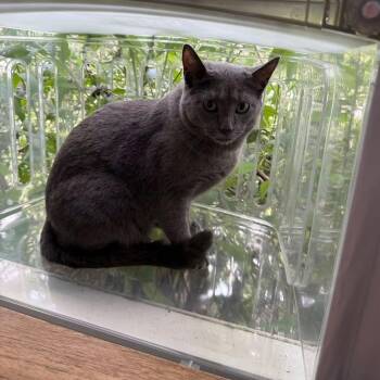 Cinder -  Domestic Short Hair and Russian Blue Cat for Adoption in Newark, New Jersey - Cinder | PetCurious