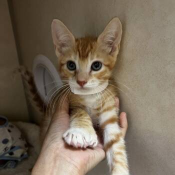 Budweiser -  Domestic Medium Hair Cat for Adoption in Westminster, California - Budweiser | PetCurious