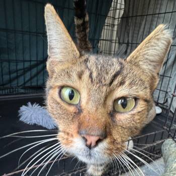 Rescue Domestic Short Hair Cats for Adoption in Blairsville, Georgia - Rowan | PetCurious