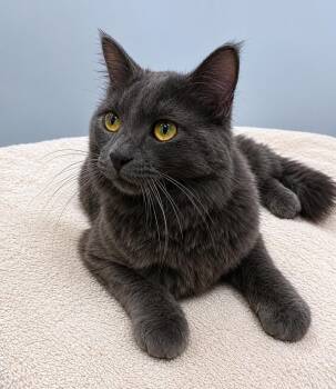 Domestic Medium Hair Cats Available for Adoption in Saint Paul, Minnesota - Michael Star | PetCurious