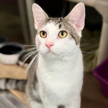 Caloy -  Domestic Short Hair Cat for Adoption in Jackson Township, New Jersey - Caloy | PetCurious