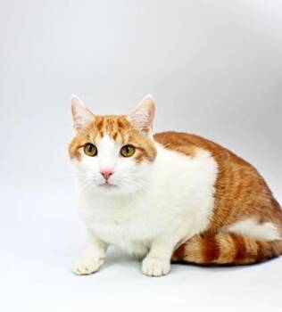Domestic Short Hair Cats Available for Adoption in Morton Grove, Illinois - Autumn | PetCurious