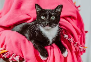 Rescue Domestic Short Hair Cats for Adoption in Le Mars, Iowa - Mama Mia | PetCurious