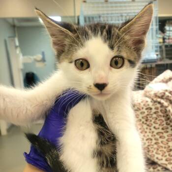 Domestic Short Hair Cats Available for Adoption in Westminster, California - Armadillo Girdled Lizard | PetCurious