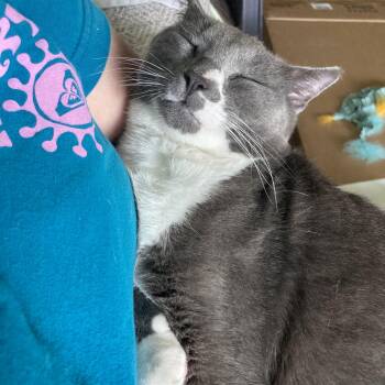 Edgar -  Domestic Short Hair Cat for Adoption in Jacksonville, Florida - Edgar | PetCurious
