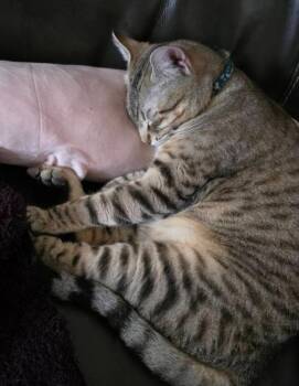 Tabernacle -  Domestic Short Hair Cat for Adoption in Minneapolis, Minnesota - Tabernacle | PetCurious